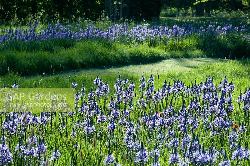 Chemin d'herbe à travers des galeries de fleurs bleues - Kirtling Tower, Suffolk