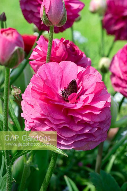 Ranunculus asiaticus 'Friandine'