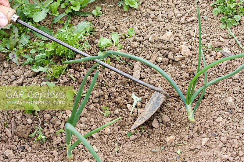 Utilisation d'une houe à oignons pour éliminer les mauvaises herbes du parterre d'oignons