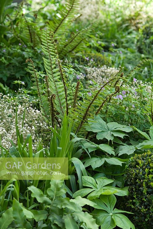 Combinaison de plantation vert ombragé comprenant des fougères - Un jardin Cadogan, RHS Chelsea Flower Show 2008
