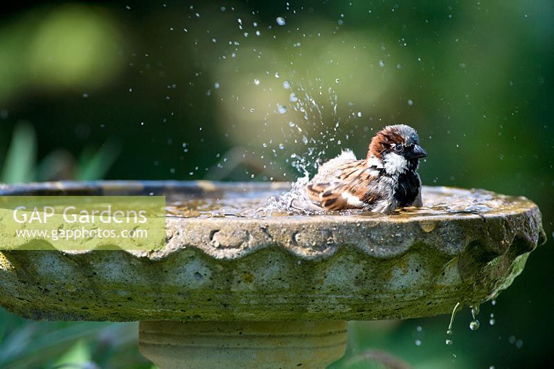 Moineau domestique mâle se laver dans un bain d'oiseaux