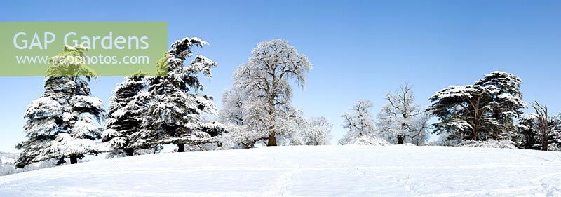 Ligne d'arbres couverts de neige