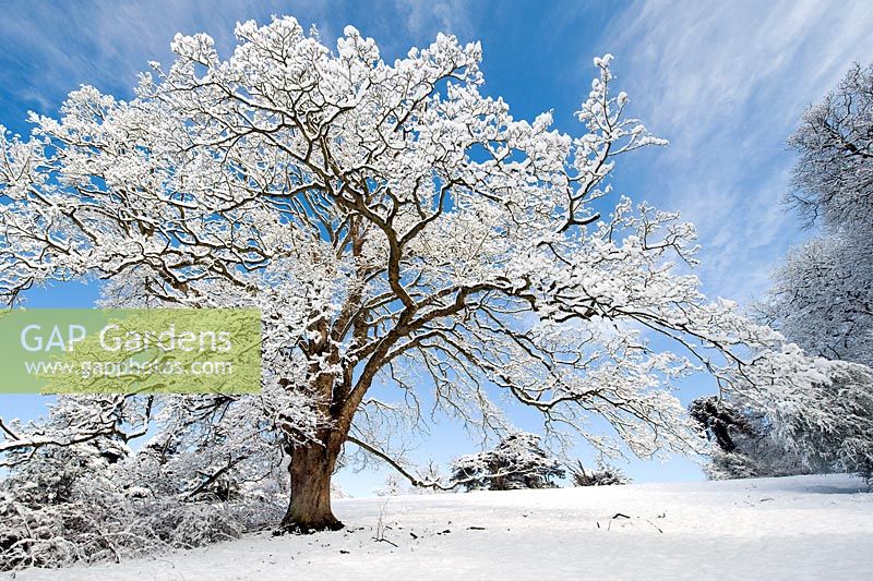 Quercus - Chêne couvert de neige contre le ciel bleu
