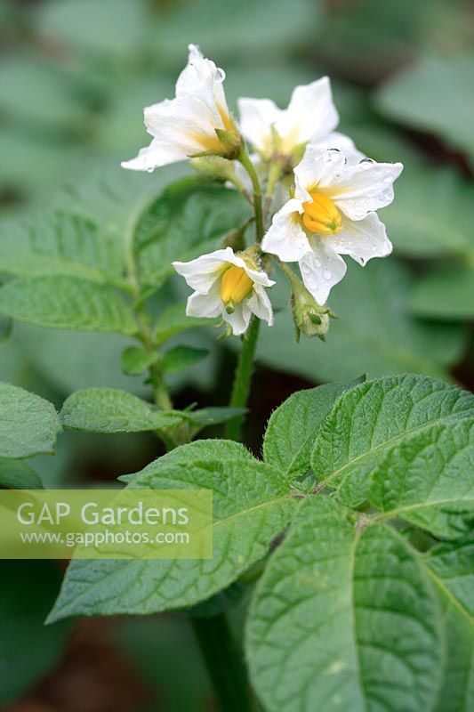 Solanum tuberosum 'Epicure' - Plant de pomme de terre biologique en fleur