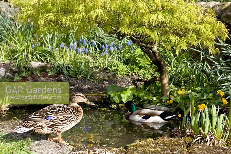 Canards colverts mâles et femelles sur l'étang de jardin