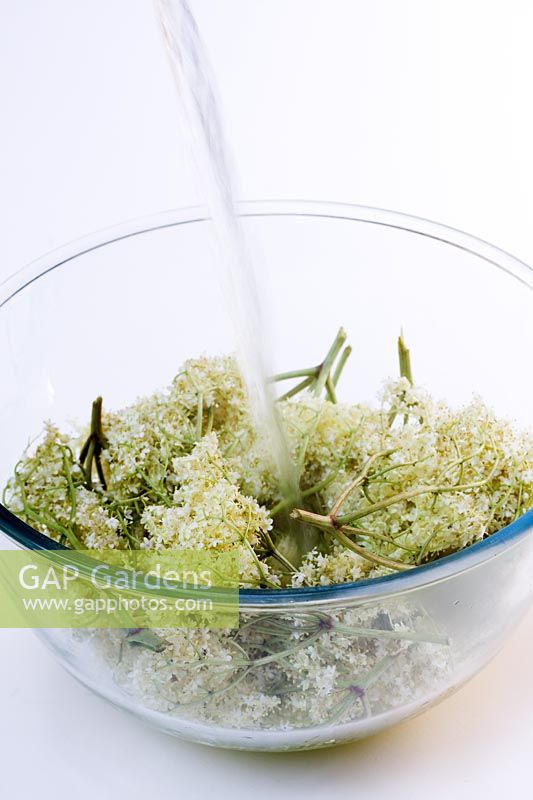 Rendre la fleur de sureau cordiale - De l'eau chaude est versée sur des fleurs fraîchement cueillies dans un bol en verre