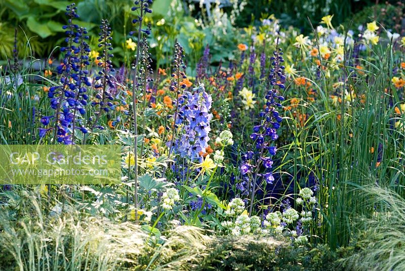 Delphiniums en plantation mixte - The Daily Telegraph Garden, RHS Chelsea Flower Show 2007