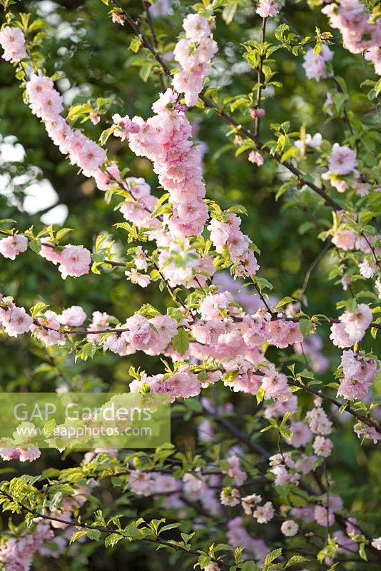 Prunus triloba 'Plena' - Amande en fleurs