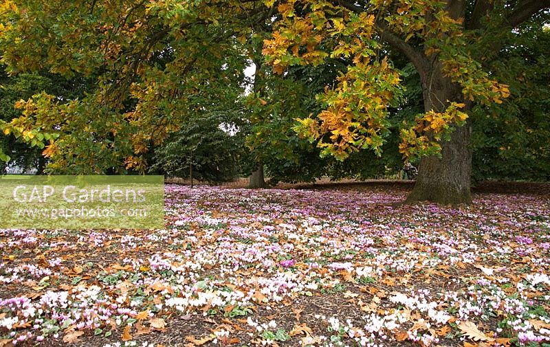 Fleurs de cyclamen moquette le plancher boisé, Wakehurst Place Gardens, West Sussex