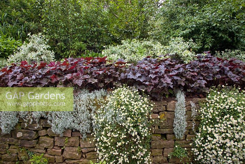 Euonymus panaché de blanc, Heuchera à feuilles violettes, Cerastium tomentosum et Erigeron mucronatus sur le mur du jardin carré à Dewstow Hidden Gardens and Grottos