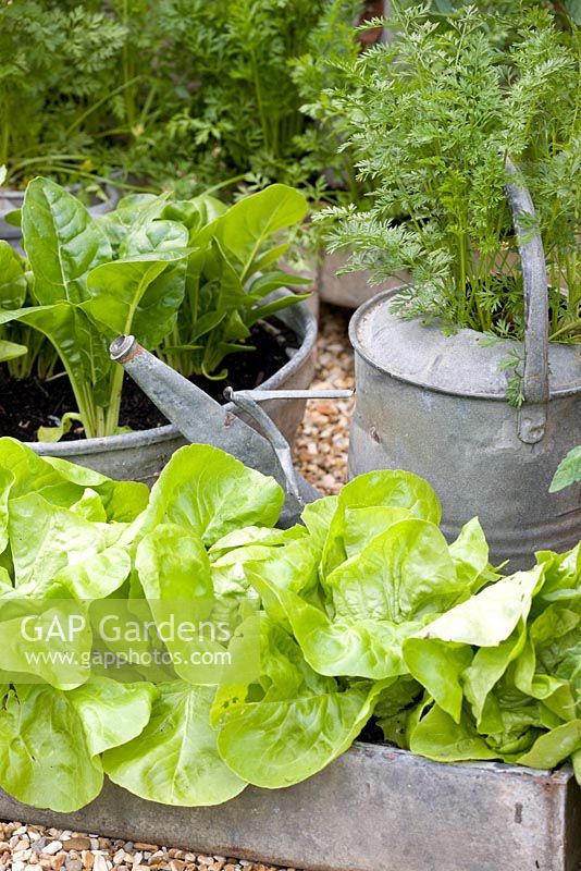 Assortiment de légumes cultivés dans des pots galvanisés recyclés