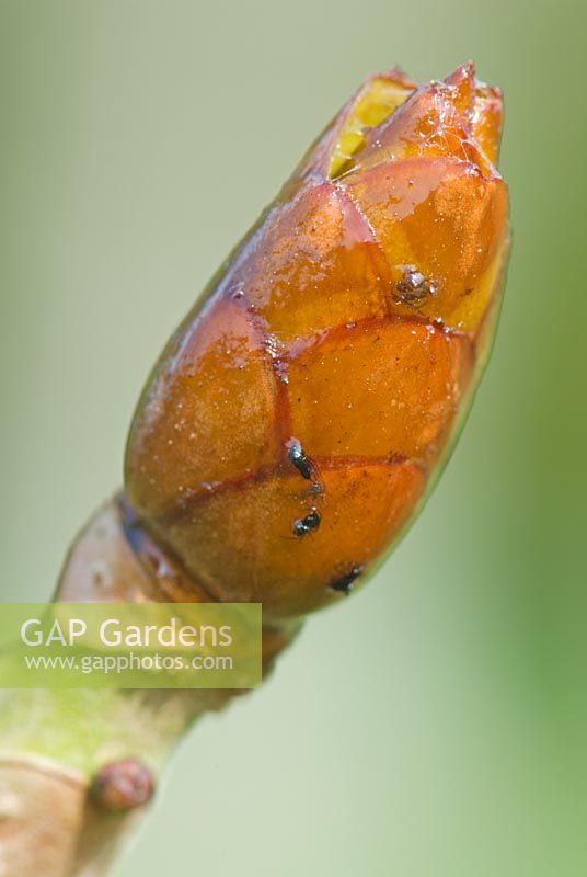 Aesculus turbinata - Bourgeons collants