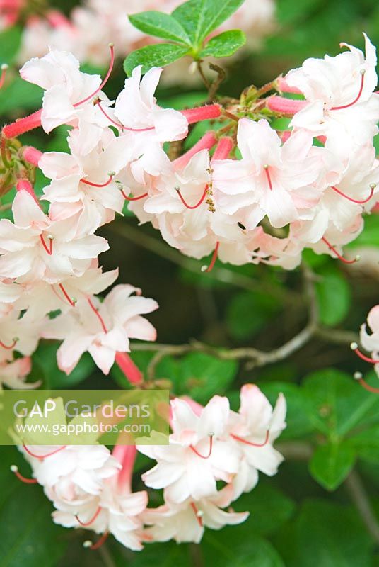 Rhododendron 'Corneille' - Azalée caduque de Gand