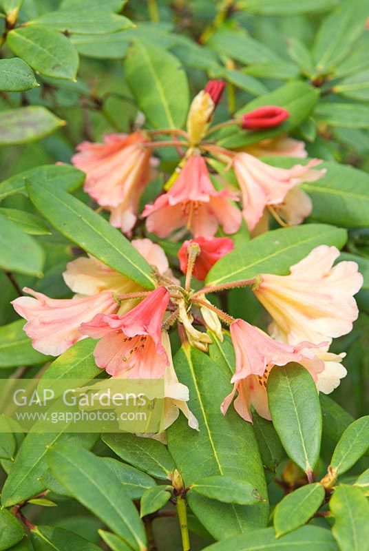 Groupe Rhododendron Icarus