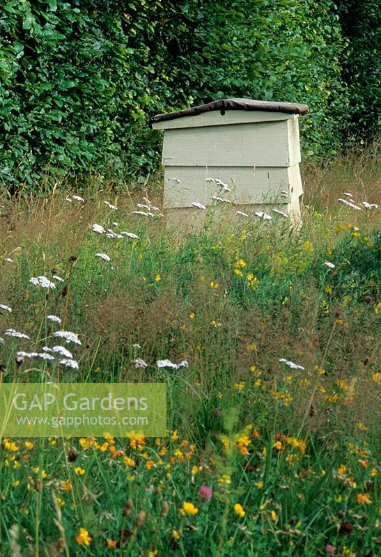 Ruche entourée de fleurs sauvages et de hautes herbes - Hatfield House Hertfordshire