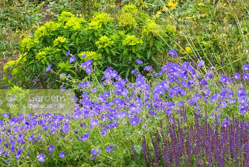 Parterre de fleurs vivaces avec géranium 'Orion', Euphorbia cornigera et Salvia - RHS Gardens, Wisley
