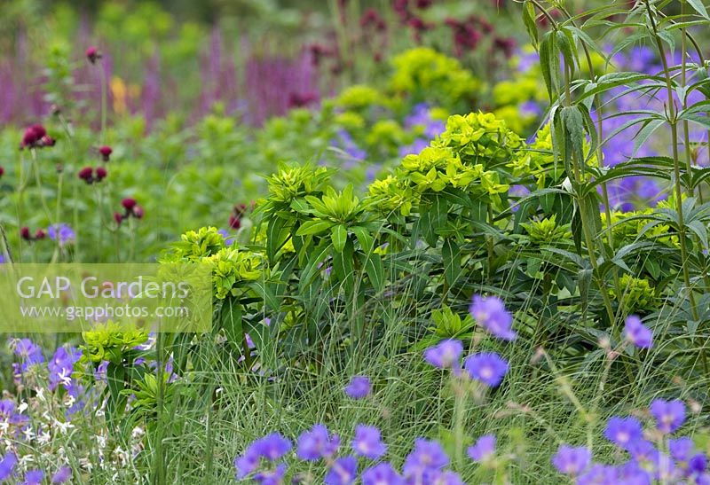 Euphorbia cornigera avec géraniums, Cirsium et Salvia - RHS Gardens, Wisley