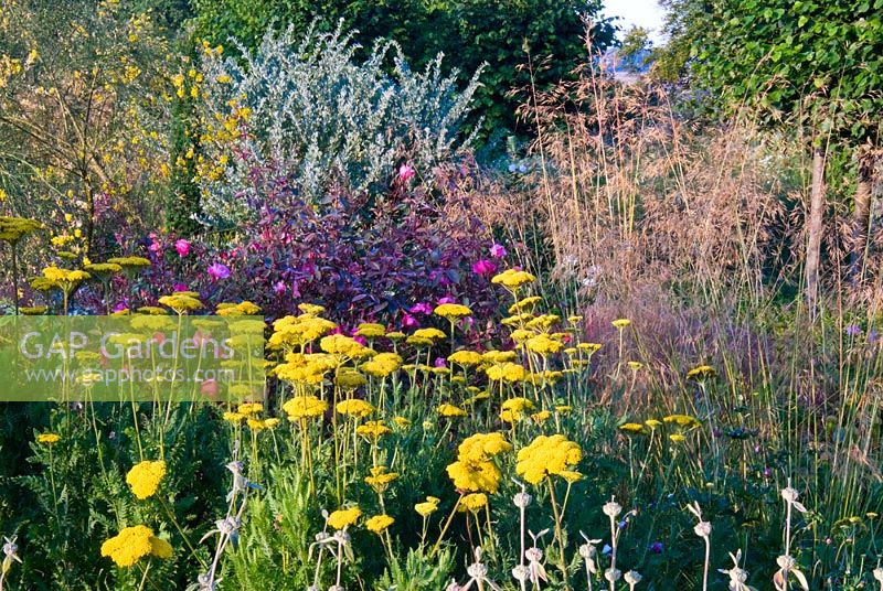 Un parterre de vivaces, d'herbes et d'arbustes mixtes, y compris Achillea 'Gold Plate' et Rosa chinensis 'Mutabilis' à Broughton Grange