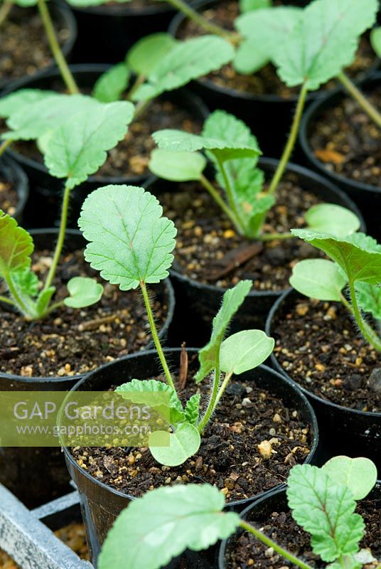 Plants Erodium gruinum en pots