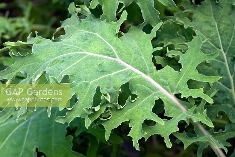 Brassica oleracea - Kale russe rouge cultivé comme feuille de salade