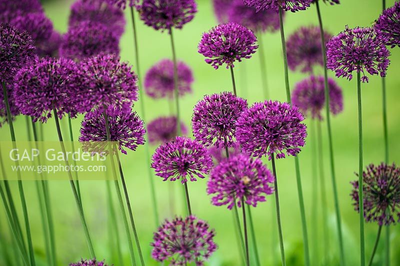 Allium 'Purple Sensation' au RHS Gardens Wisley