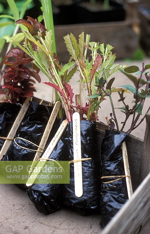 Emballage de jeunes plants pour la vente par correspondance avec de la mousse de sphaigne - Poyntzfield Herb Nursery, Black Isle