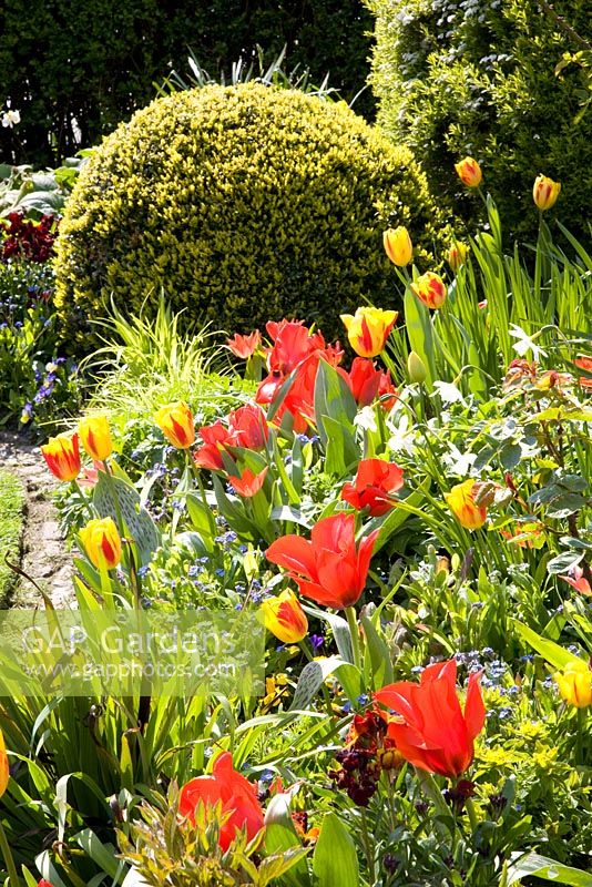 Parterre de printemps avec Tulipa 'Red Riding Hood' et Narcissus geranium