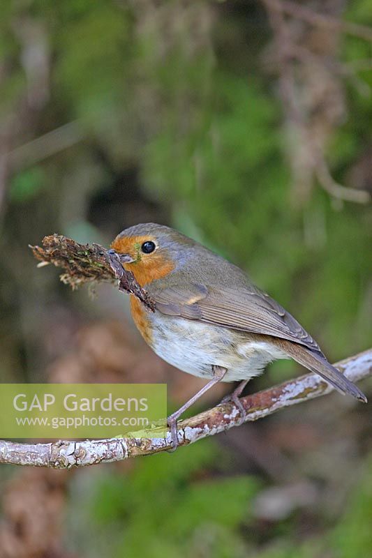 Erithracus rubecula - Robin perché sur une branche avec un bec plein de feuilles mortes pour la construction du nid
