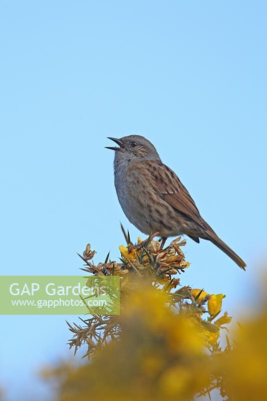 Hedge Sparrow chantant dans des ajoncs, au nord du Pays de Galles