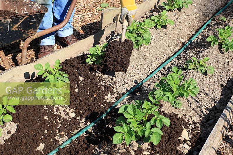 Utilisation du compost comme paillis de pommes de terre à croissance ronde