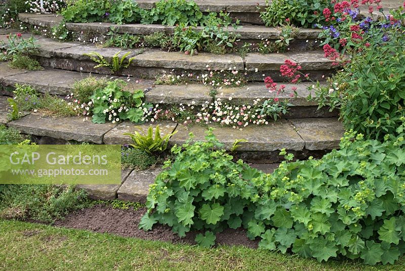 Des plantes dont Alchemilla mollis, Erigeron karvinskianus et Centranthus ruber poussant dans les crevasses des marches de pierre incurvées menant à la terrasse du château de Cholmondeley, Cheshire