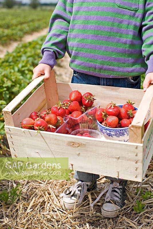 Enfant portant une boîte avec des fraises cueillies 'Florence'