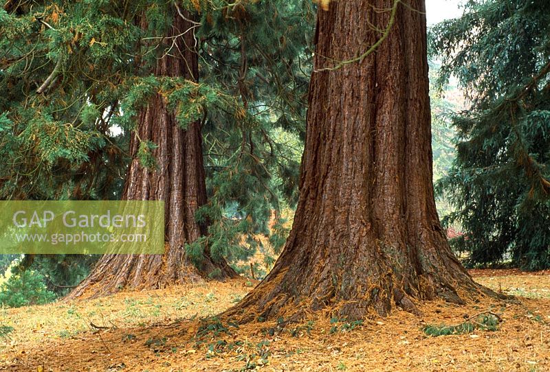 Sequoiadendron giganteum - Séquoias géants dans les bois à Batsford Arboretum, Gloucester