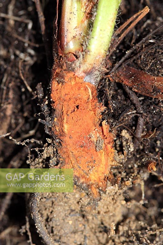 Phytophthora cactorum - Pourriture de la couronne des fraises - Coupe d'une plante infectée présentant une pourriture étendue