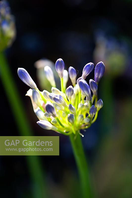 Boutons de fleurs d'Agapanthus dans la lumière du soleil du matin