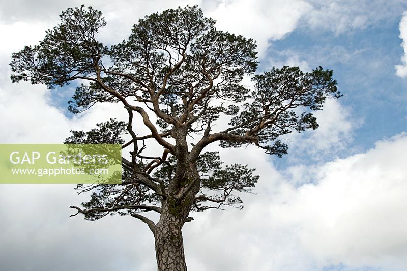 Pinus sylvestris - Pin sylvestre contre un ciel bleu nuageux