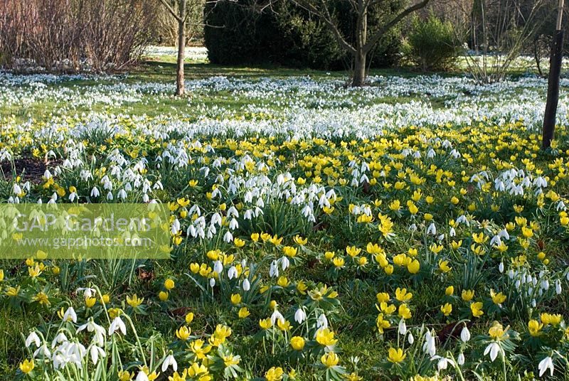 Galanthus nivalis - Tapis de perce-neige et Eranthis hyemalis - Winter Aconites dans les bois à Chippenham Park, Cambridgeshire. NGS Open Day for Snowdrops 10 février