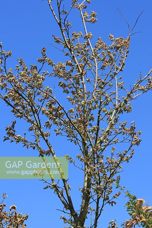 Dutch Elm Disease or Ceratosis ulmi - Les feuilles commencent à se flétrir au début de l'été