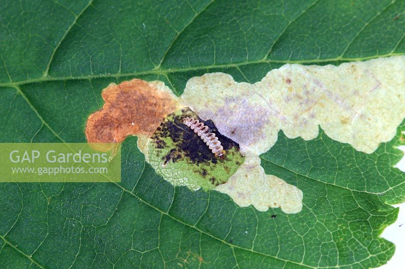 Cameraria ohridella ou mineur de feuille de marronnier d'Inde - Caterpillar dans le mien