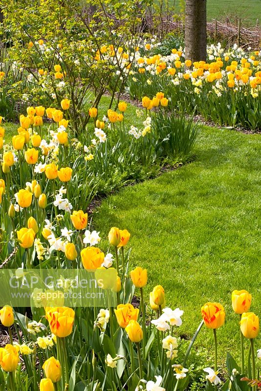 Parterre de printemps mixte - Tulipa 'Juliette', Narcisse 'Yellow Cheerfulness', 'Tripartite' et 'Waterperry'