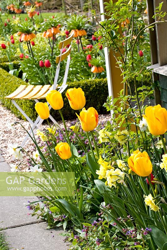 Parterre de printemps mélangé avec Tulipa 'Juliette' et Narcisse 'Yellow Cheerfulness' avec assise en arrière-plan