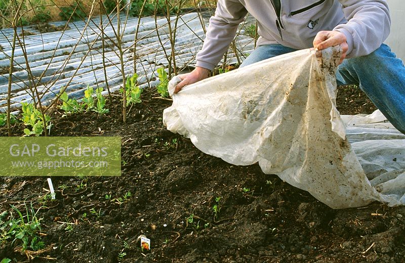 Enlever la couverture protectrice des jeunes plants dans le jardin