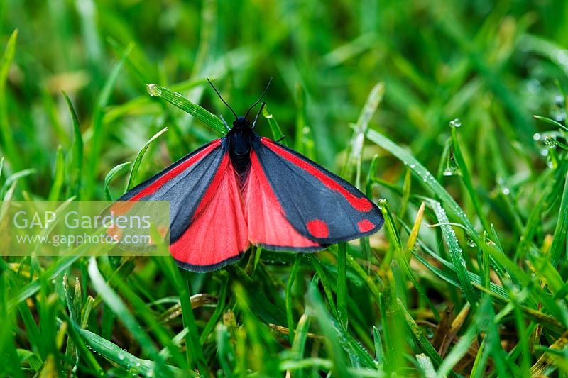 Un papillon cinabre se reposer dans l'herbe dans les jardins d'eau au printemps - Beth Chatto's Garden