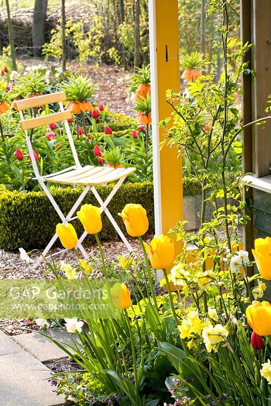 Coin salon dans le jardin de printemps avec Tulipa 'Juliette' et Narcisse 'Yellow Cheerfulness'