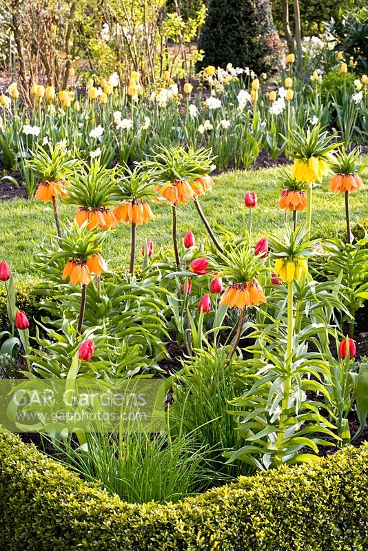 Parterre de printemps mixte bordé de Buxus coupés - Tulipa 'Kaiserkrone', Fritillaria imperialis 'Aurora', 'Premier' et 'Aureomarginata'