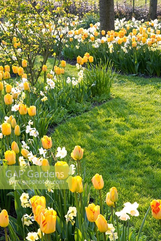 Parterres de fleurs mixtes avec Narcisse 'Yellow Cheerfulness', Narcissus 'Tripartite' et Narcissus 'Waterperry'