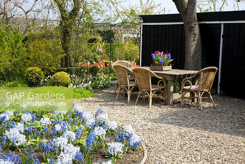 Coin salon dans le jardin de printemps avec parterre de fleurs mixtes de Puschkinia libanotica et Hyacinthus 'Festival Blue '
