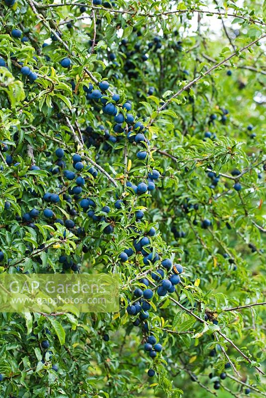 Prunus spinosa - Baies de prunelle en haie