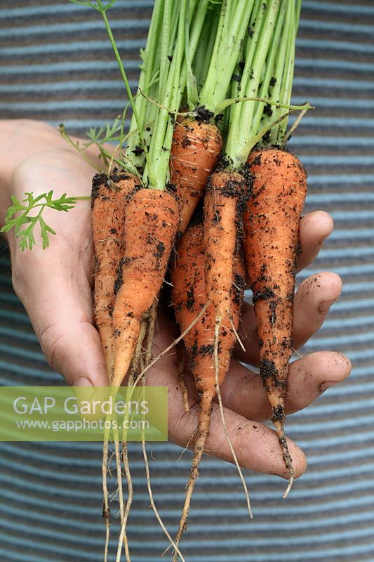 Daucus carota 'Chantenay' - Homme tenant un bouquet de carottes biologiques fraîchement cueillies