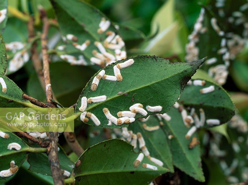 Pulvinaria floccifera - Échelle de coussin. Écailles femelles avec des masses d'oeufs sur le dessous des feuilles de camélia